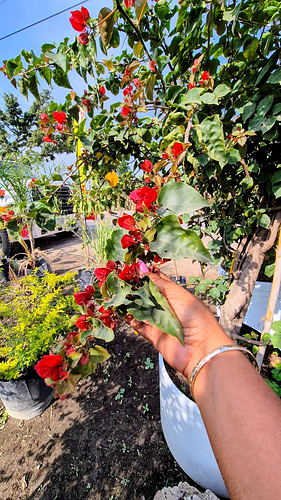 Bugambilia Tronco en Cocoyoc, Morelos