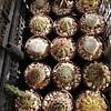 Cactus Variados
