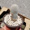 Cactus Variados