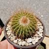 Cactus Variados