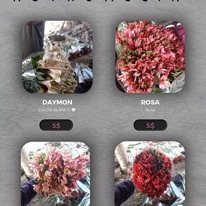 Rizomas de Astromelia