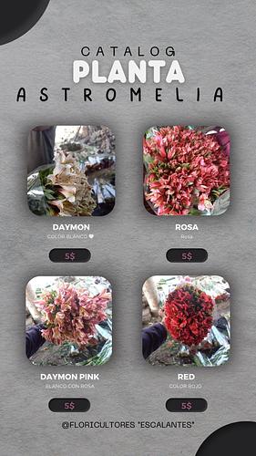 Rizomas de Astromelia en San Martin Texmelucan, Puebla