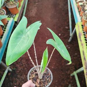 Alocasia Zebrina