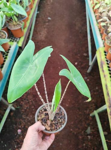 Alocasia Zebrina en Jiutepec, Morelos