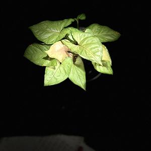 Punta Flecha Verde-rosa