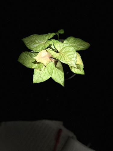 Punta Flecha Verde-rosa en Guadalupe, Nuevo León