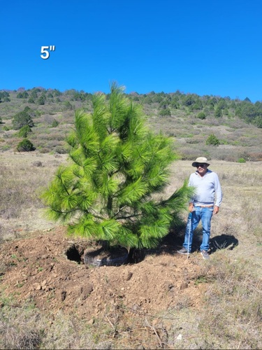 Pino Lacio en Galeana, Nuevo León