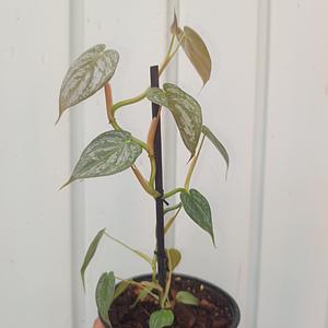 Philodendron Brandtianum