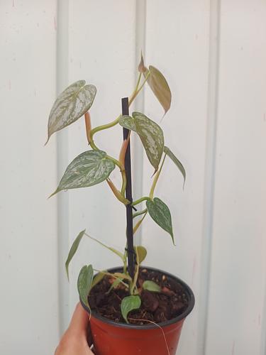 Philodendron Brandtianum en Berriozábal, Chiapas
