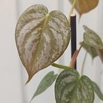 Philodendron Brandtianum