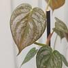 Philodendron Brandtianum