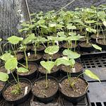 Monstera Thai Constellation