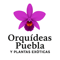 Orquídeas Puebla Y Plantas Exóticas