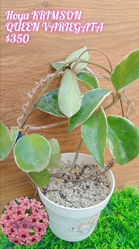 Hoya Tricolor en Juárez, Nuevo León