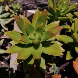 Variedad de Suculentas
