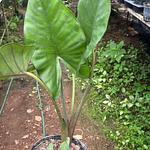 Alocasia Oreja de Elefante