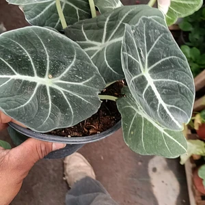 Alocasia Black Velvet