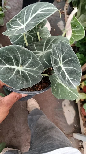 Alocasia Black Velvet en Guadalupe, Nuevo León