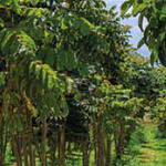 Tulipán Africano