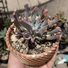 Echeveria Trumpet