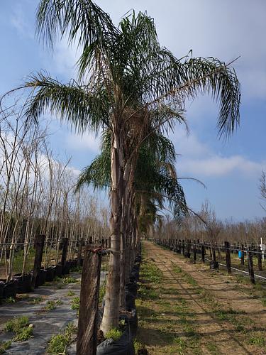 Palma Coco Plumoso en Montemorelos, Nuevo León