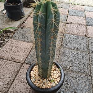 Cactus Azul