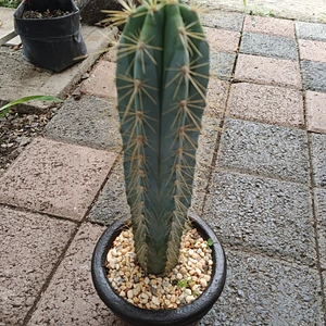 Cactus Azul