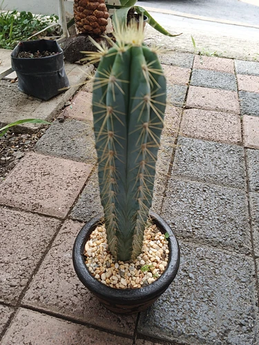 Cactus Azul en Cuernavaca, Morelos