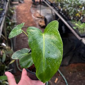 Filodendro 'Paraiso Verde'