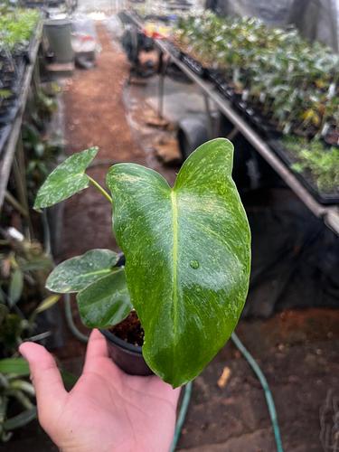 Filodendro 'Paraiso Verde' en Tres Valles, Veracruz
