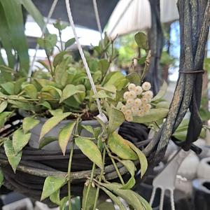 Hoya Lacunosa