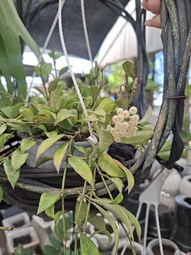 Hoya Lacunosa en Guadalupe, Nuevo León