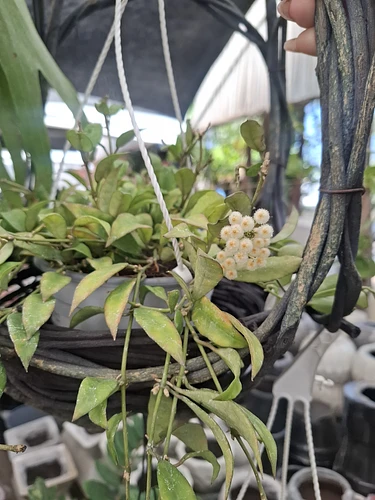 Hoya Lacunosa en Guadalupe, Nuevo León