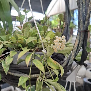 Hoya Lacunosa