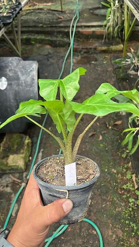 Alocasia Low Rider en Tres Valles, Veracruz