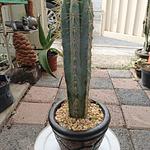 Cactus Azul