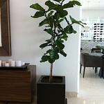 Maceta Fibra de Vidrio Modelo Cuadrado