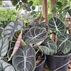 Alocasia Black Velvet
