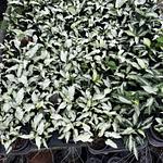 Syngonium Reyes Magos