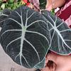 Alocasia Black Velvet