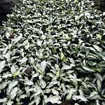 Syngonium Reyes Magos