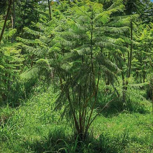 Jacaranda