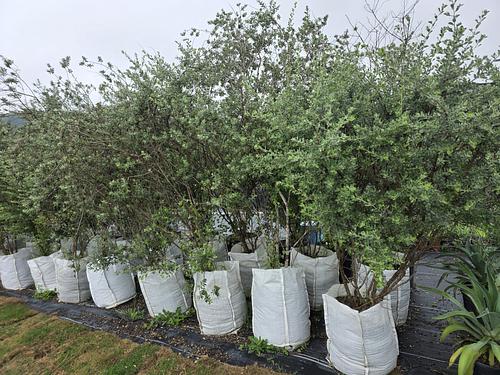 Cenizo en Montemorelos, Nuevo León