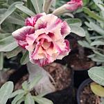 Rosa del Desierto