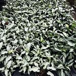 Syngonium Reyes Magos