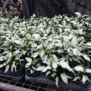 Syngonium Reyes Magos