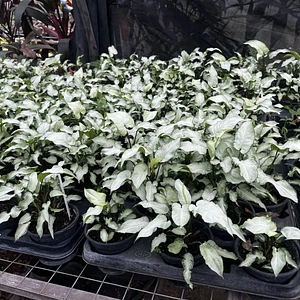 Syngonium Reyes Magos