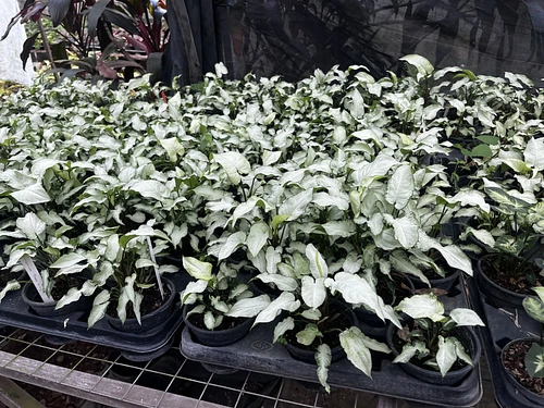 Syngonium Reyes Magos en Tres Valles, Veracruz