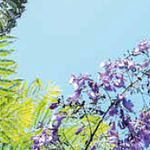 Jacaranda