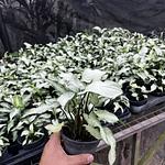 Syngonium Reyes Magos